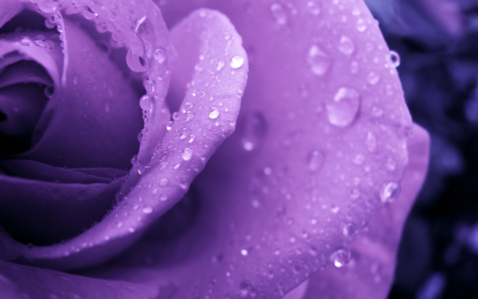 Purple Roses Background Wallpaper High Definition Quality