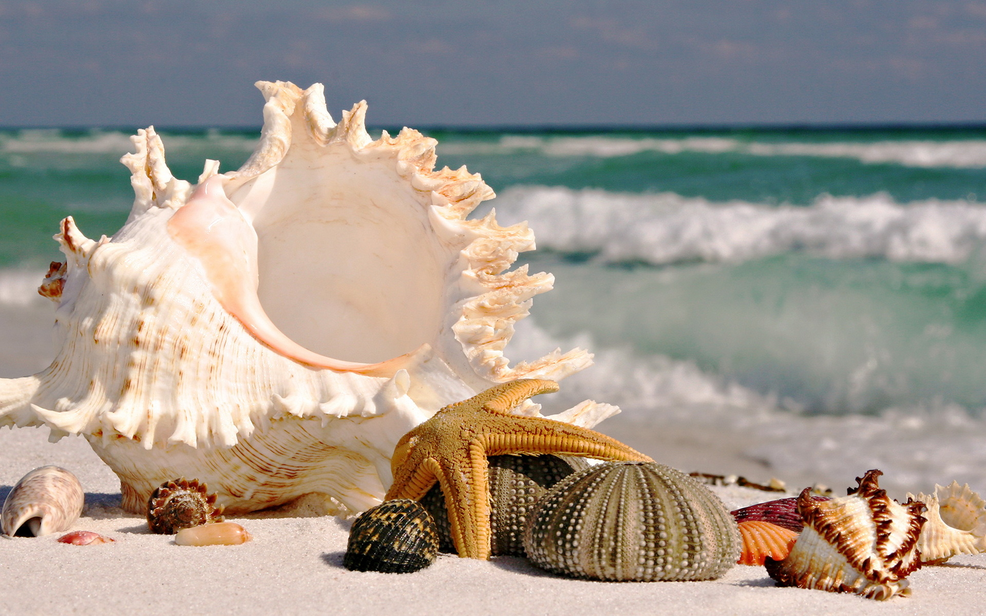 Seashells On Summer Beach Sand Background Stock Photo 426354493   Shutterstock