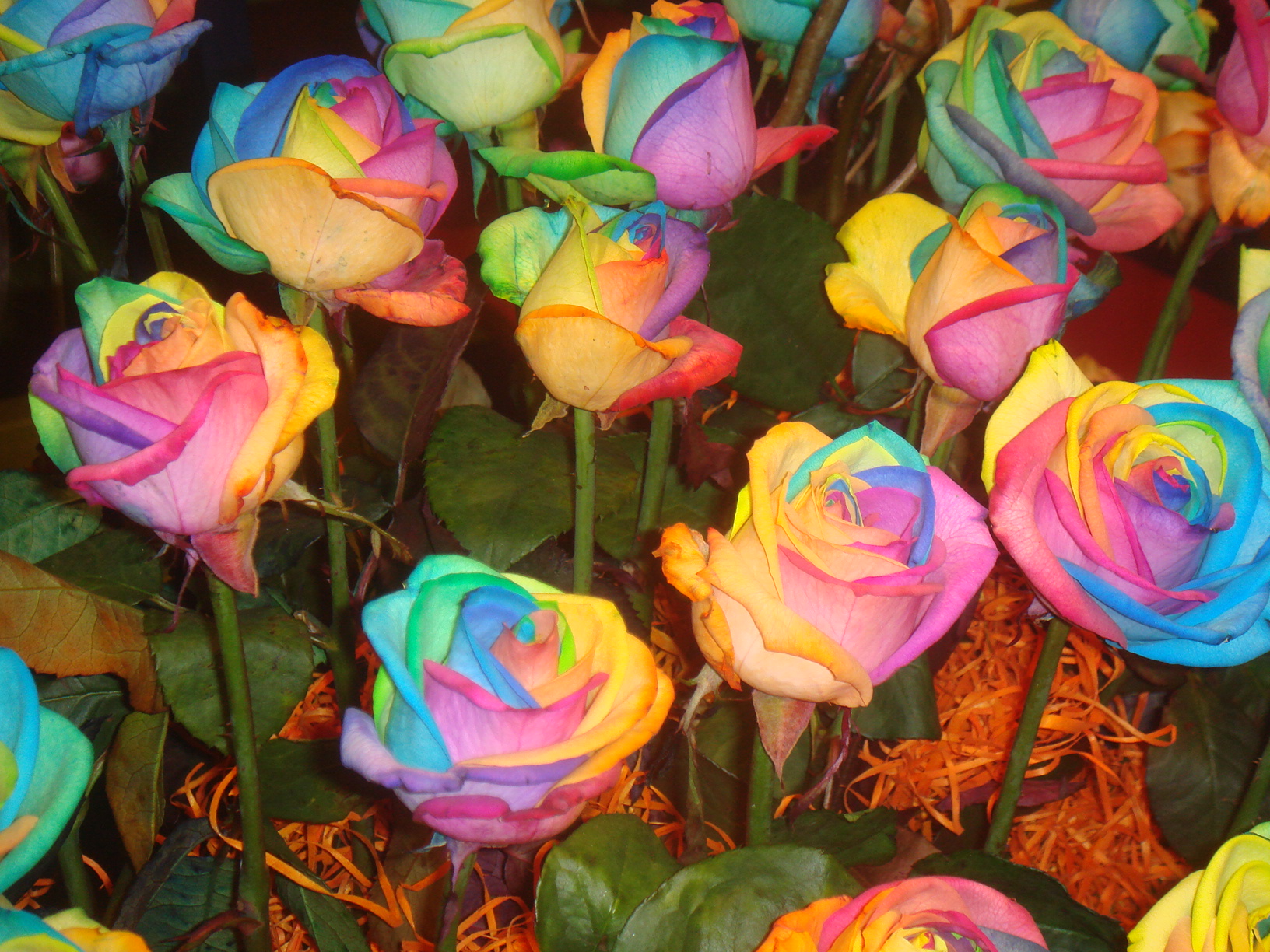 Beautyful Flowers Rainbow Flower Wallpaper