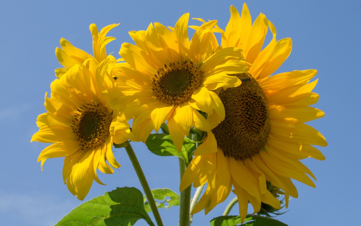 Sunflowers HD Wallpaper