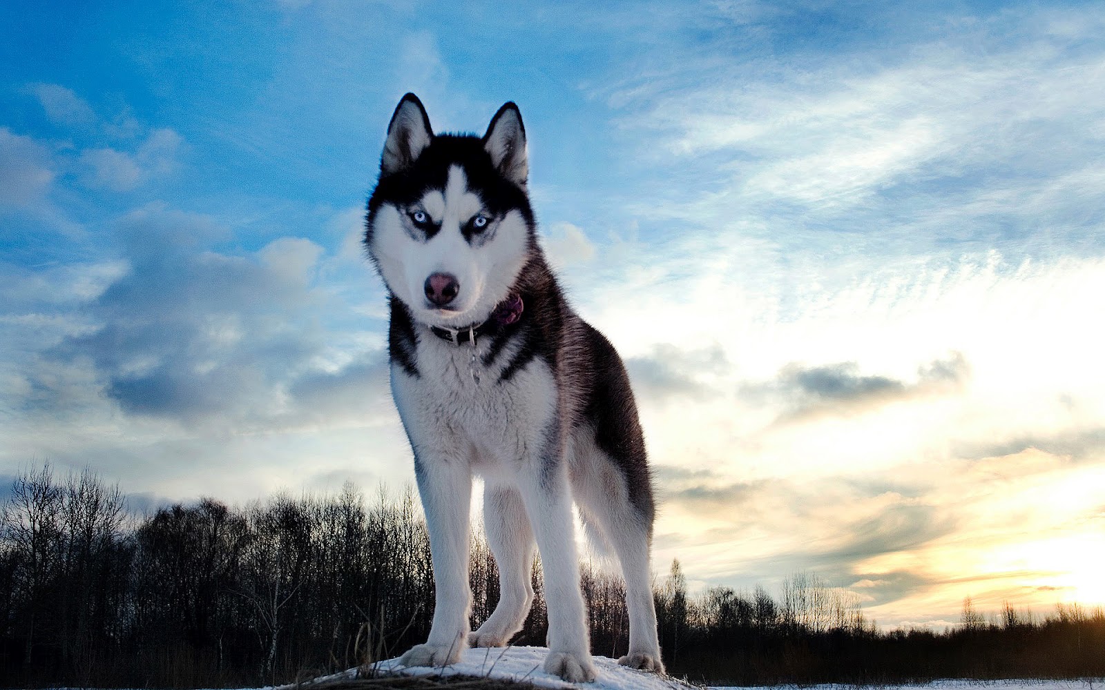 Beautiful Wolf In The Winter