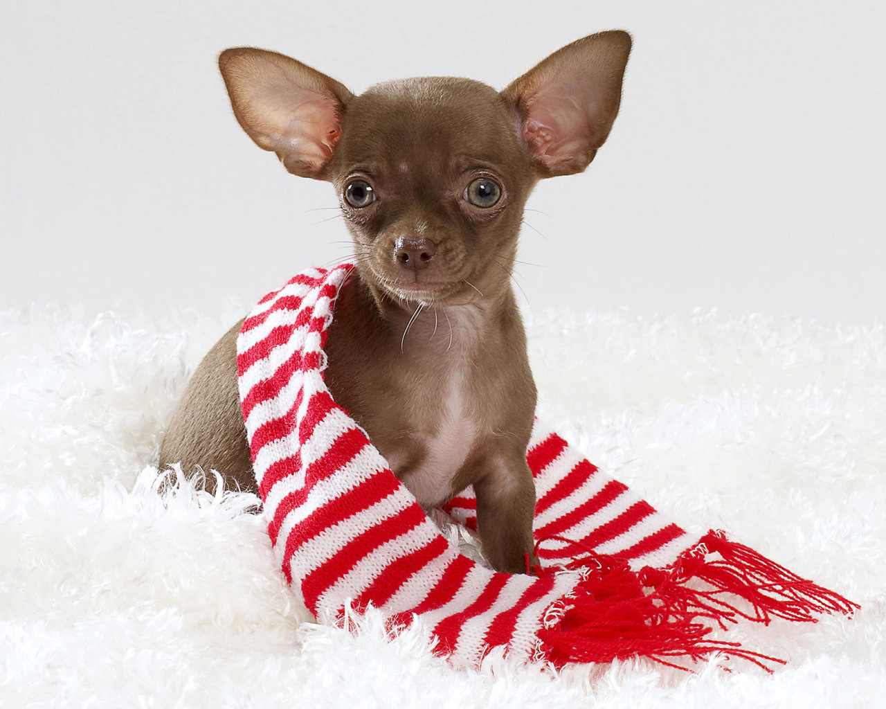Christmas Chihuahua Desktop Wallpaper