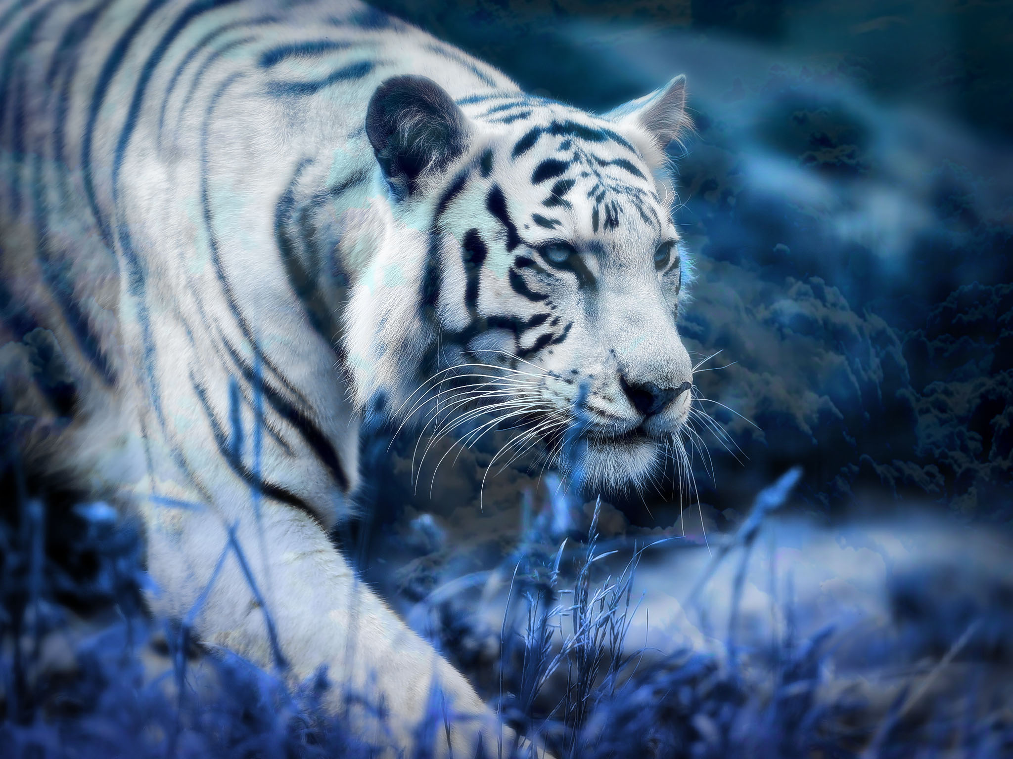 White Tiger Blue Clouds HD Wallpaper Background Image