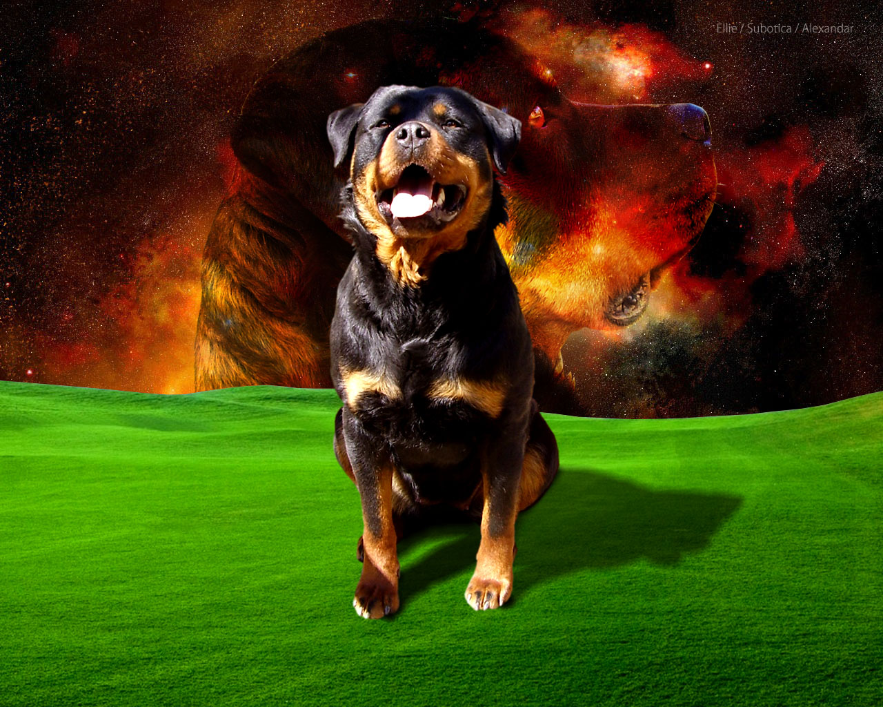 Free wallpaper wallpaper for Windows XP dog rottweiler rotvajler