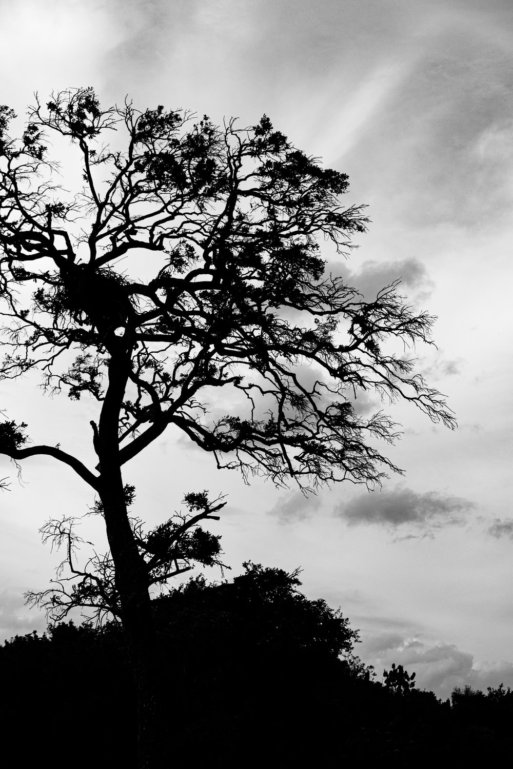 30k Tree Silhouette Pictures Download Free Images on