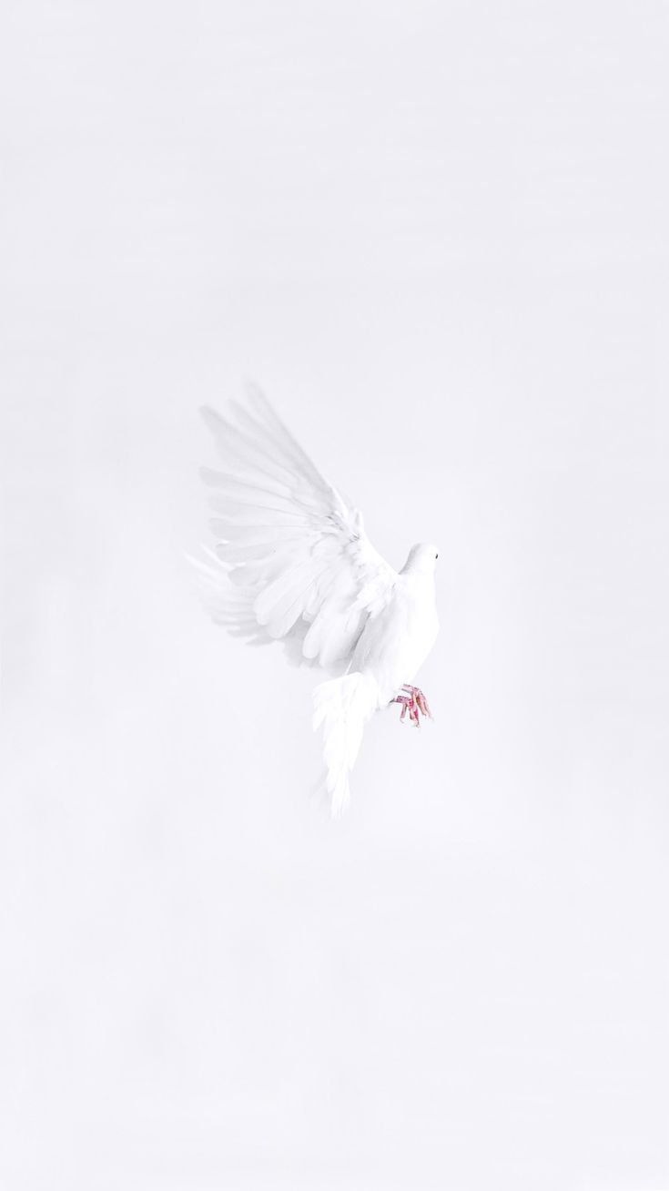 White Dove Wallpaper