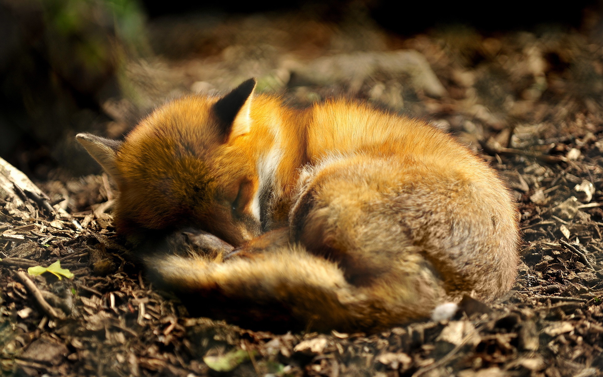 Sleeping Fox Wallpaper