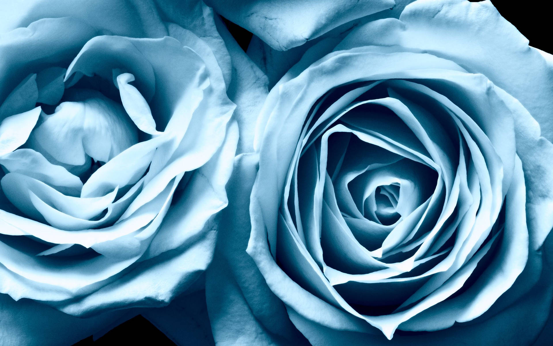 Top Rose Aesthetic Wallpaper Full HD 4k To Use