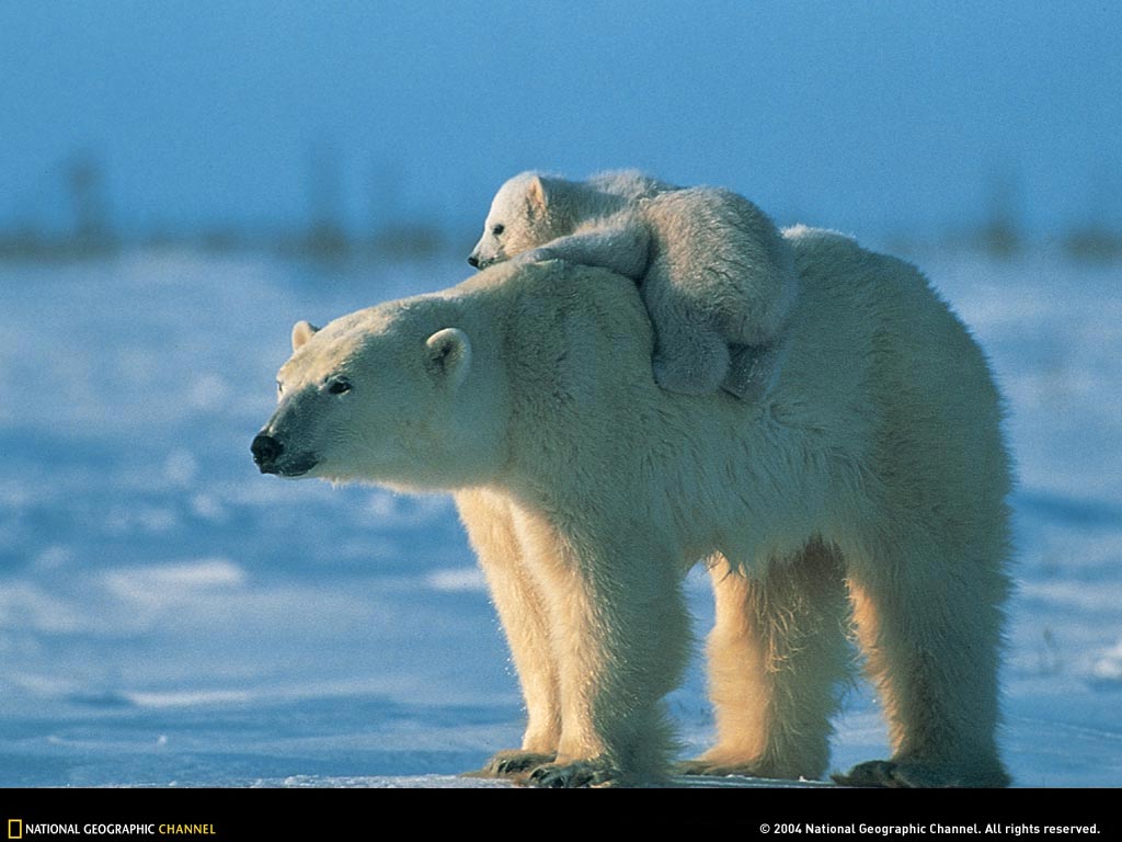 Desktop Wallpaper For HD Polar Bear