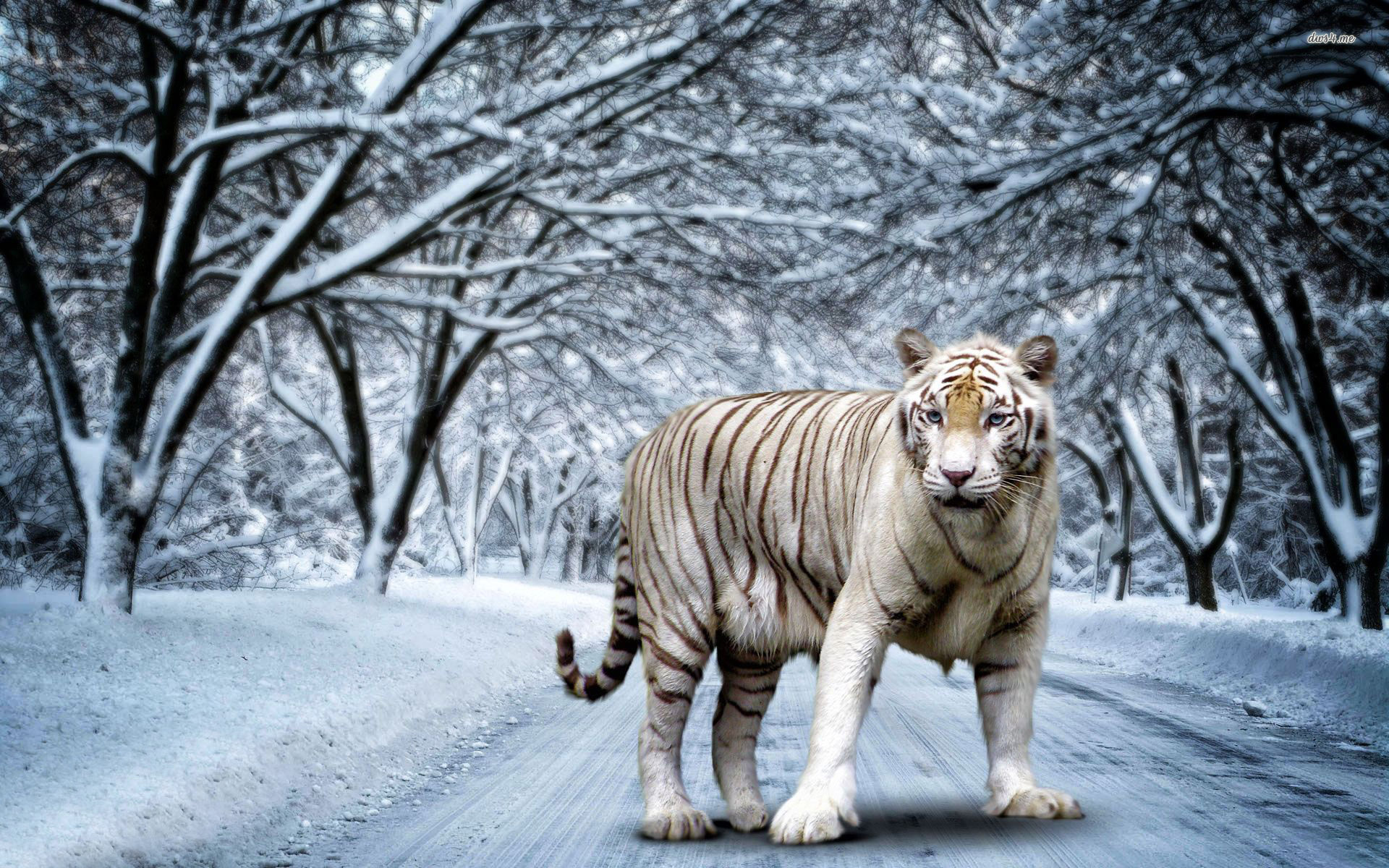 White Tiger Wallpaper HD