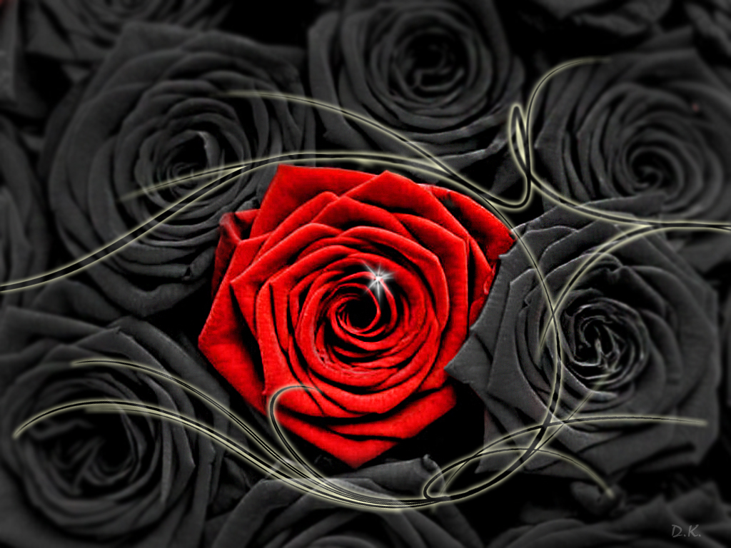 Red Rose Black Backgroung By Denislav88
