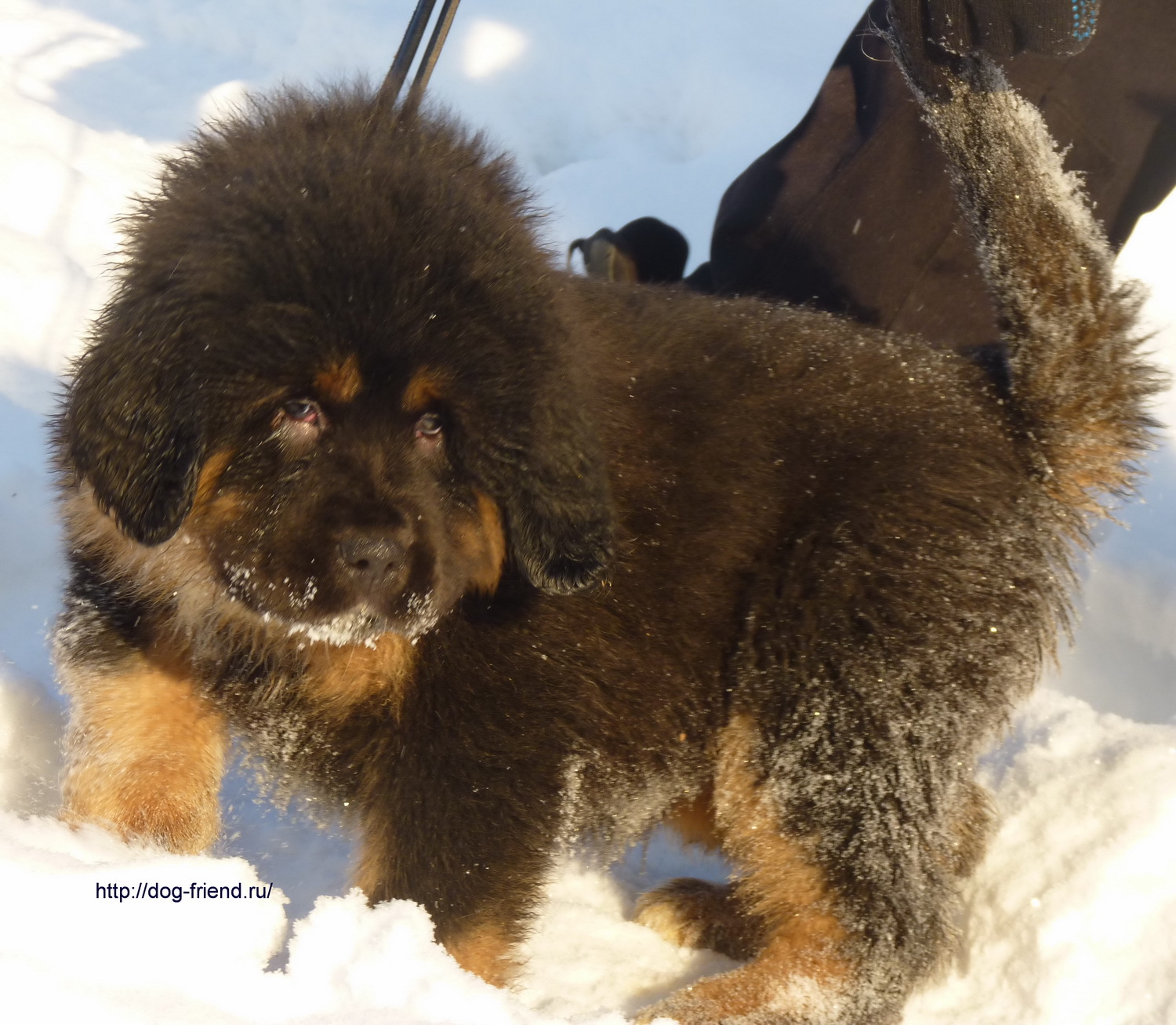 Little Tibetan Mastiff On The Snow Wallpaper And Image