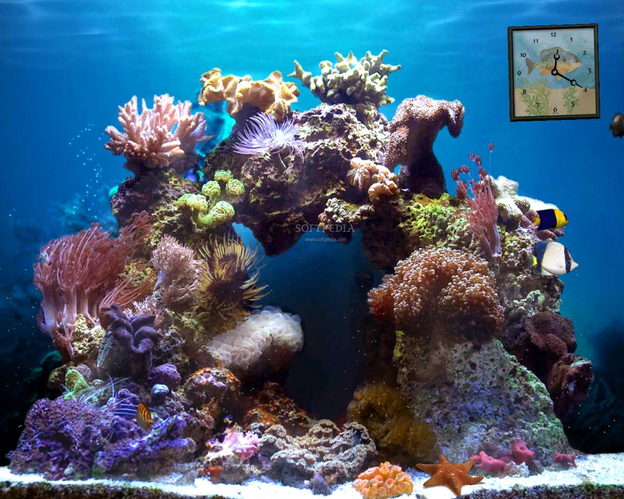 Beautiful Reef Animated Screensaver This Is The Image Displayed By