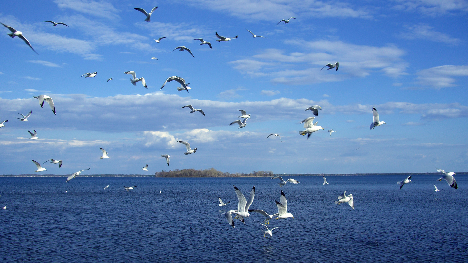 Flock Of Seagulls Over The Sea Wallpaper And Image