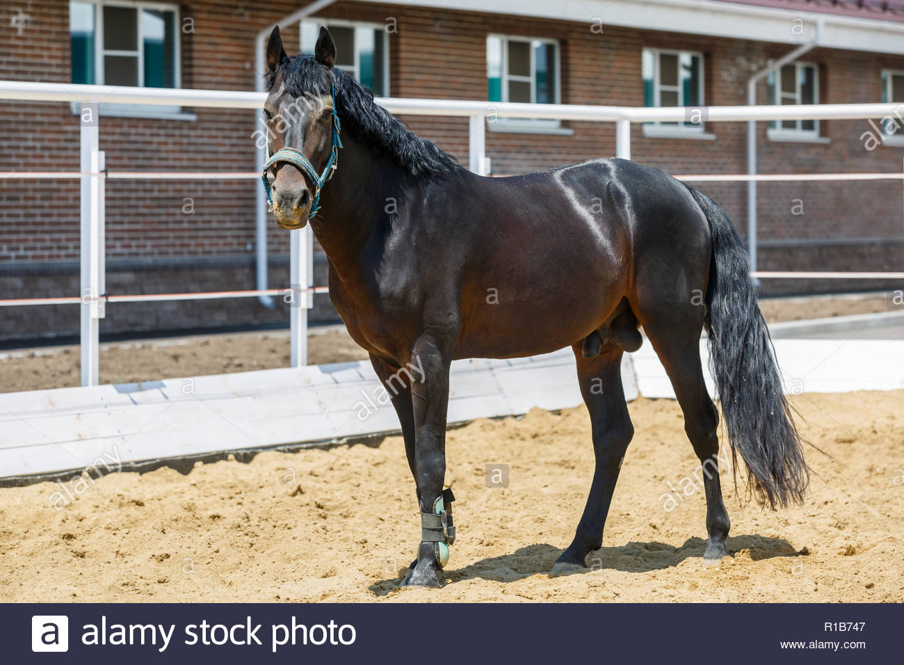 Black Horse Stands On Sand In A Separate Corral The Background