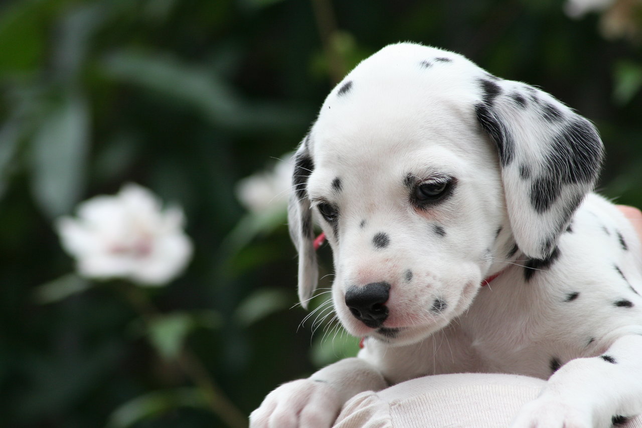 Dalmatian Puppy Photo And Wallpaper Beautiful