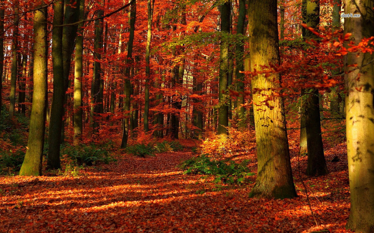 Autumn Forest Wallpaper Nature