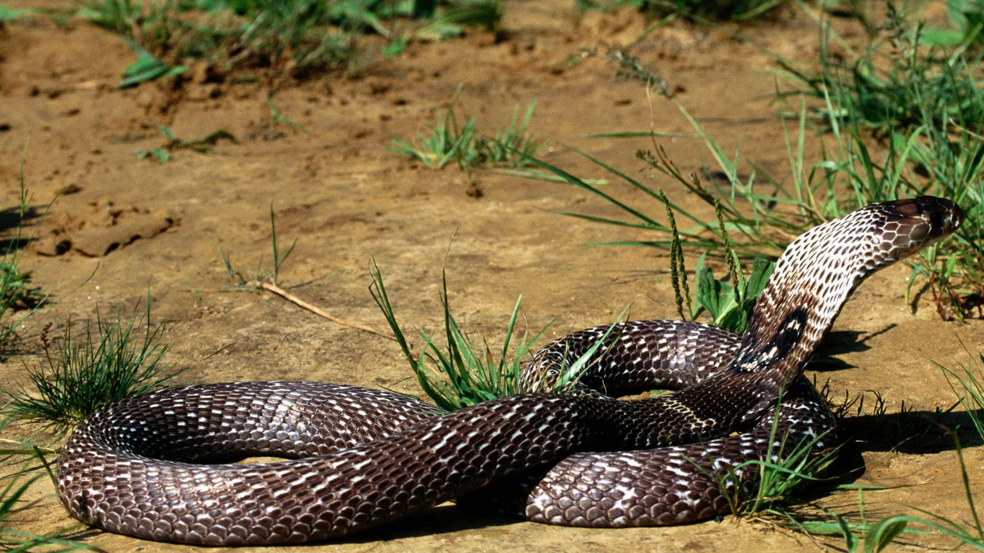 Wallpaper Reptile Cobra Snake Animal