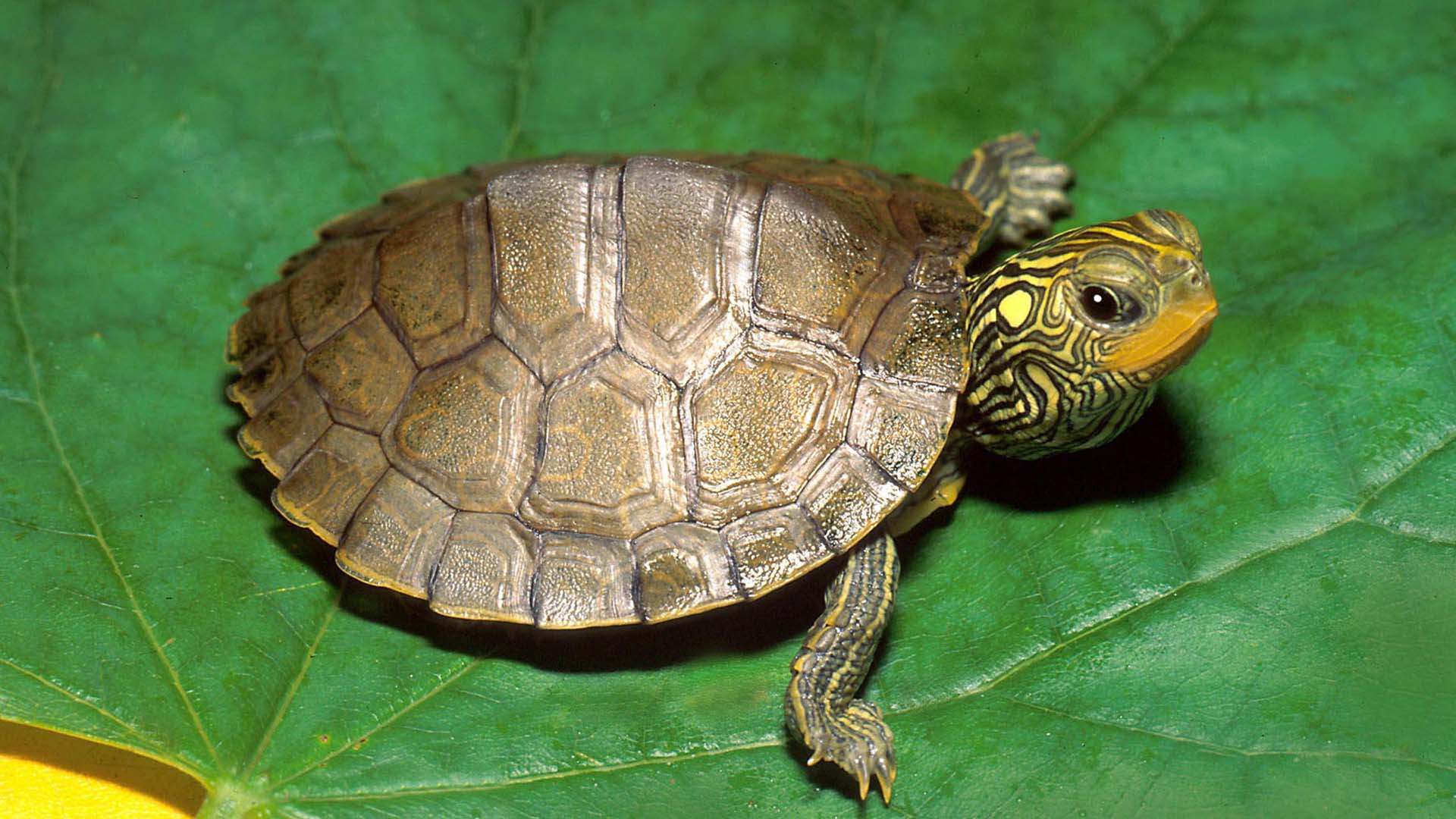 Turtle HD Background