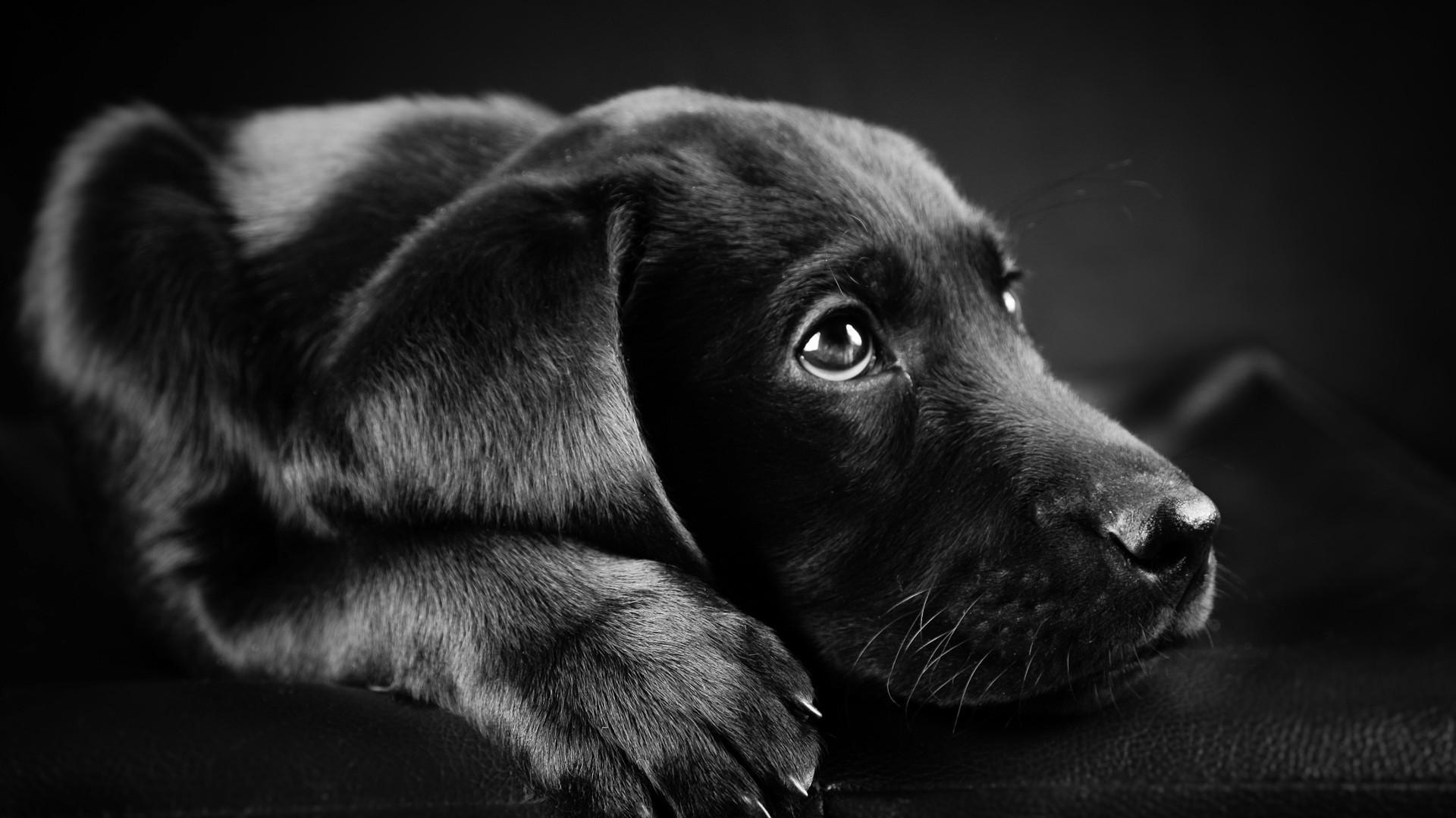 Dog Animals Labrador Retriever Black Puppies Closeup Face