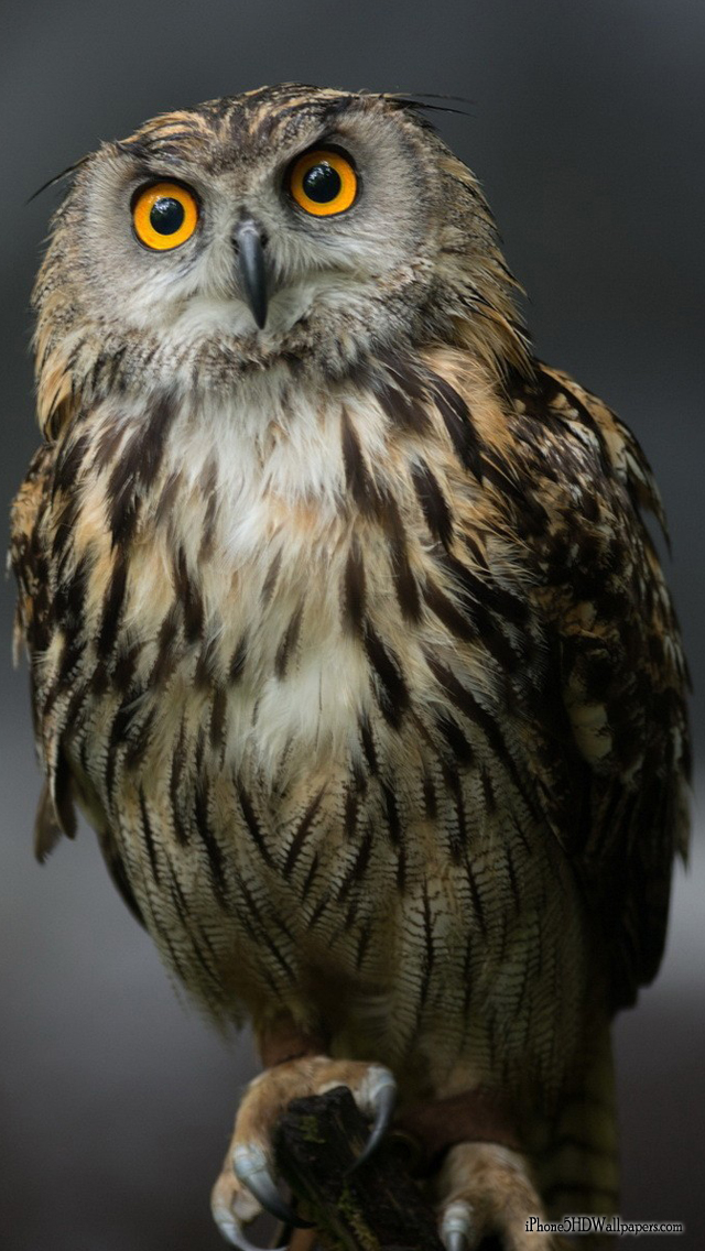 iPhone Wallpaper640x1136 Owl HD Wallpaper