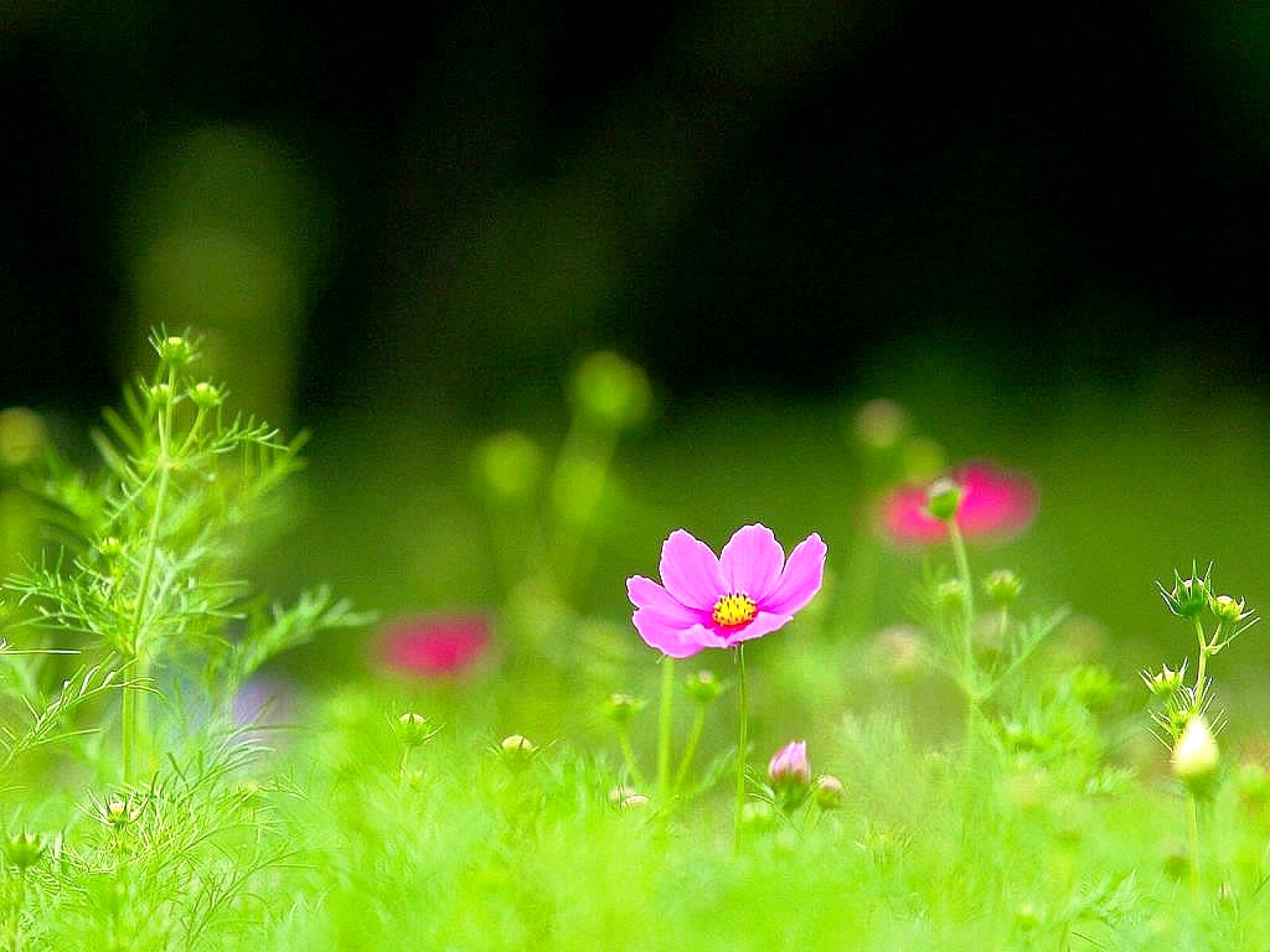 Green Grass Wallpapers   HD Wallpapers Backgrounds of Your