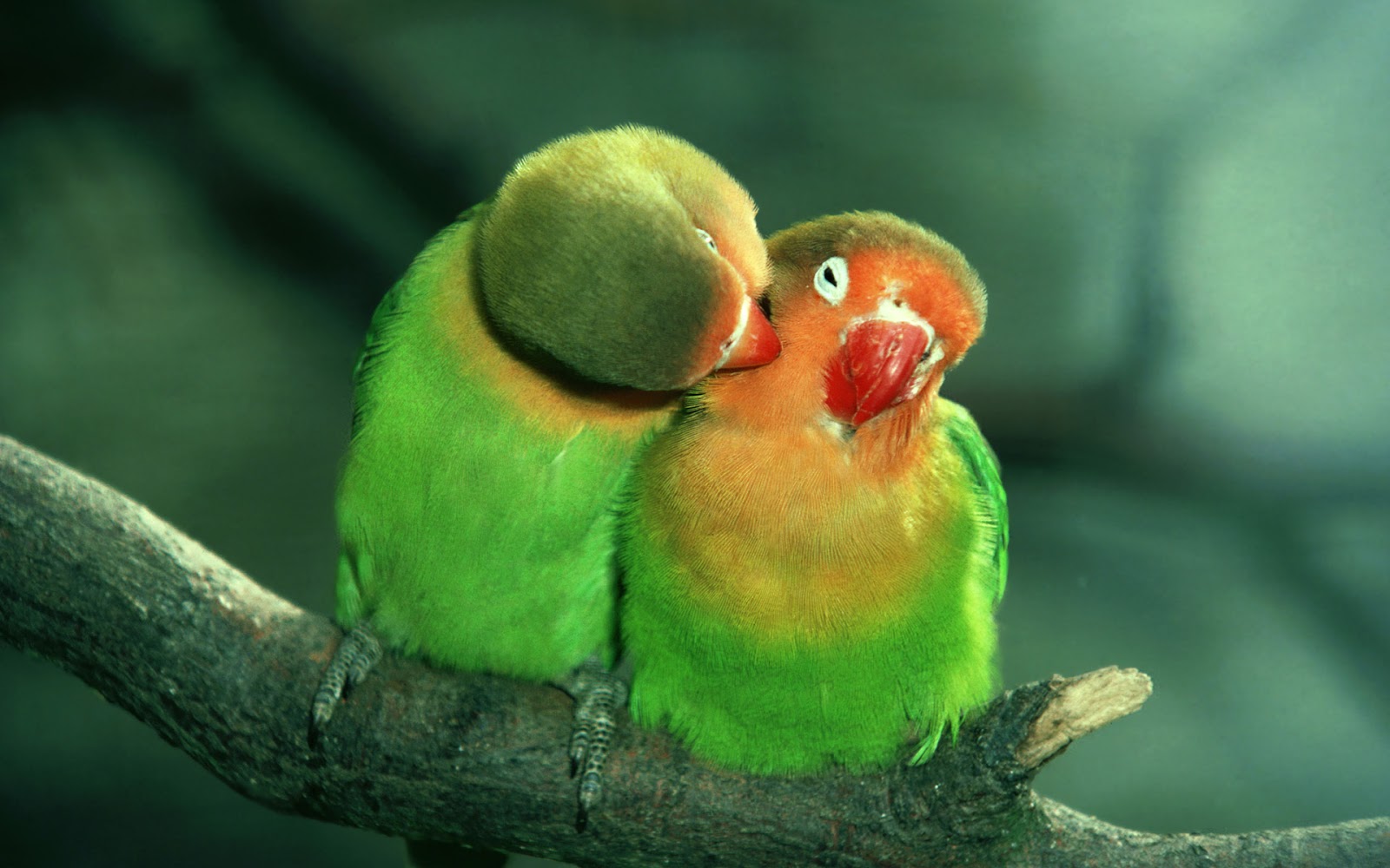 Beautiful Birds On Earth Wallpaper In Hiqh Quality Parrot
