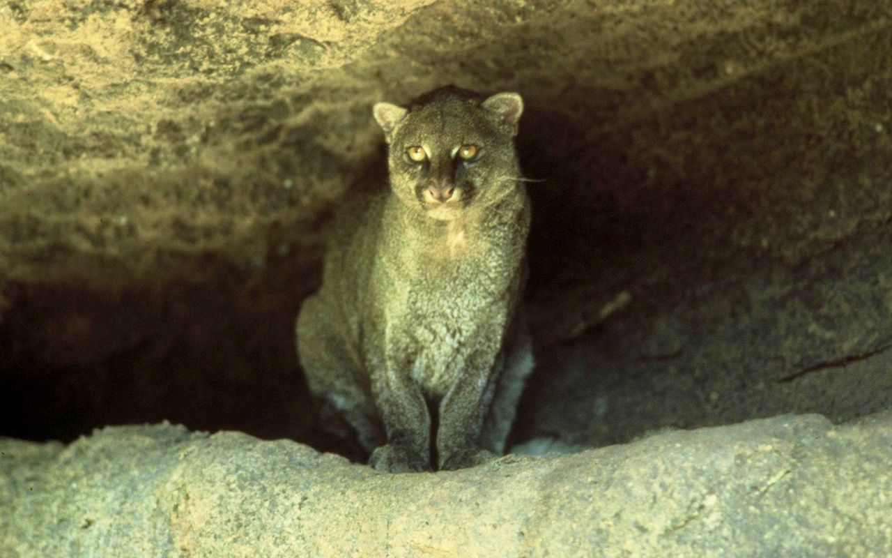 Jaguarundi Ecosia