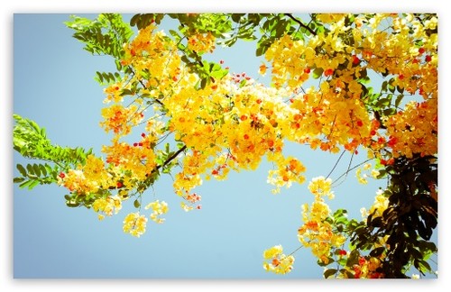 Flowers HD Wallpaper For Standard Fullscreen Uxga Xga Svga Wide