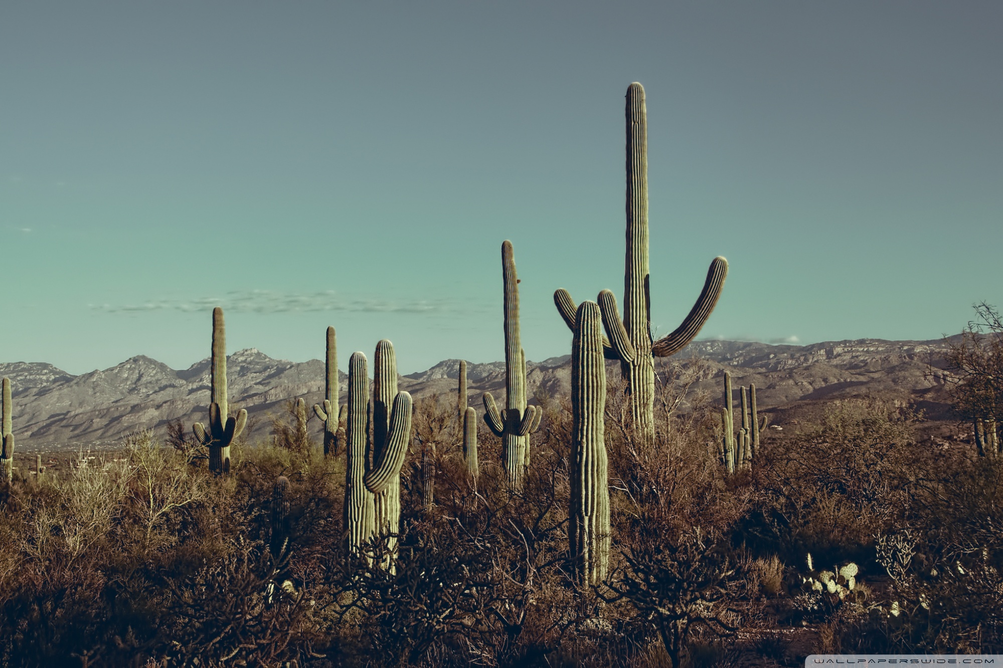 Saguaro National Park East Arizona 4k HD Desktop Wallpaper For