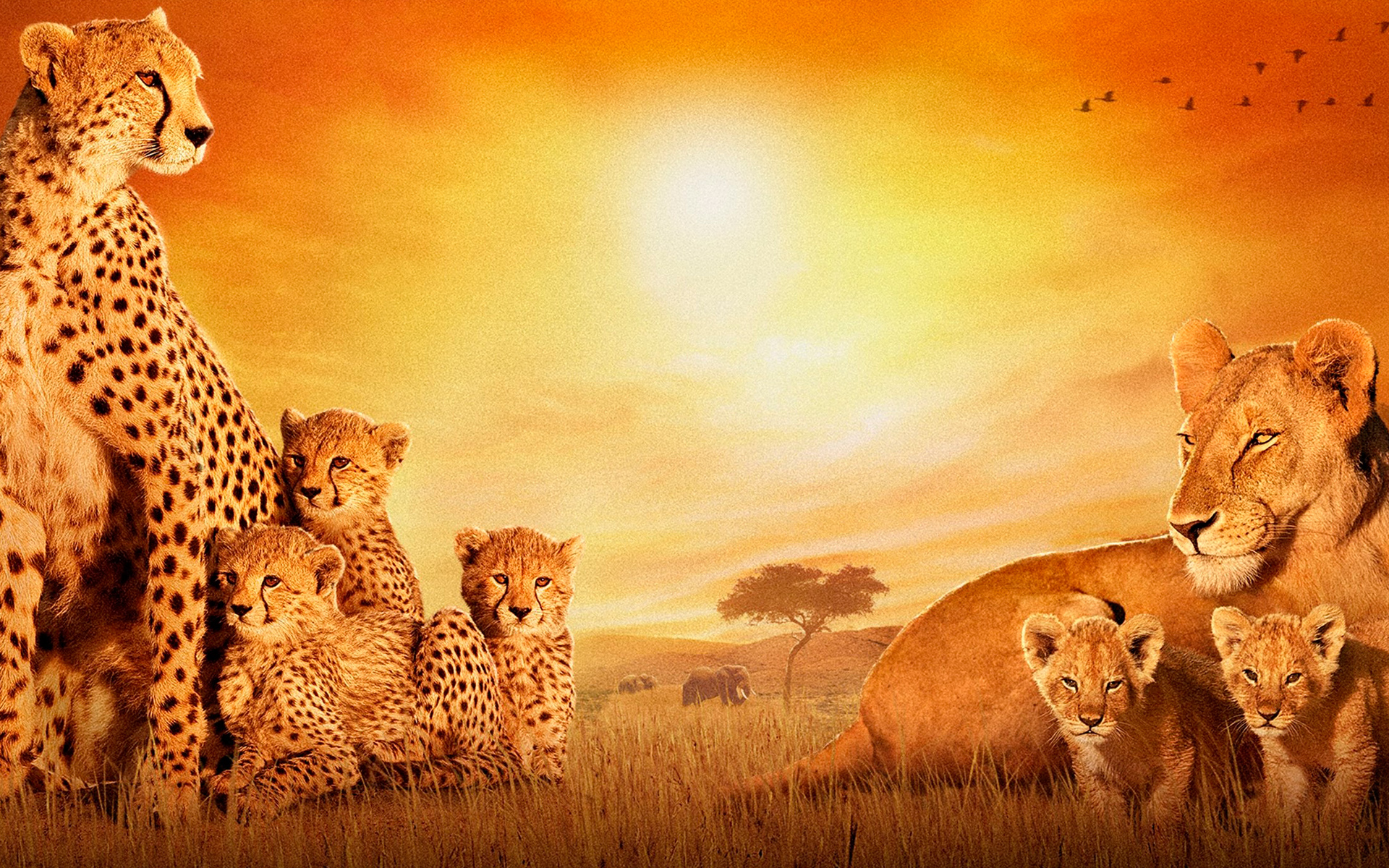 African Cats Wallpaper HD