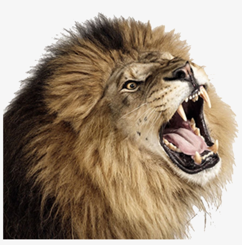 Lion Png Roaring Transparent Background