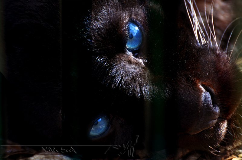 Black Panther Wallpaper With Blue Eyes Deep By Wild Soul
