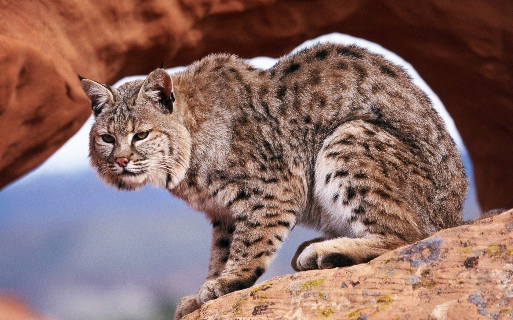 Bobcat Wallpaper And Background Id