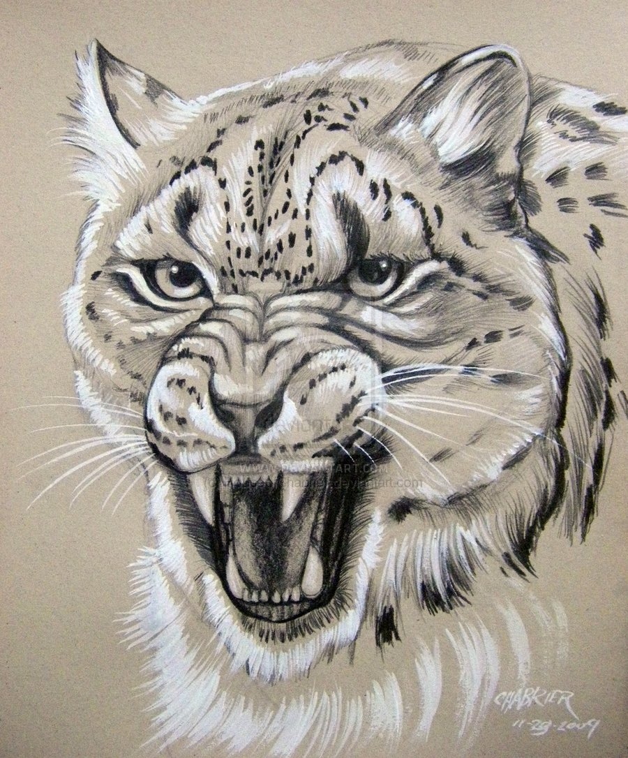 Snow Leopard Back Off By Houseofchabrier Traditional Art Drawings
