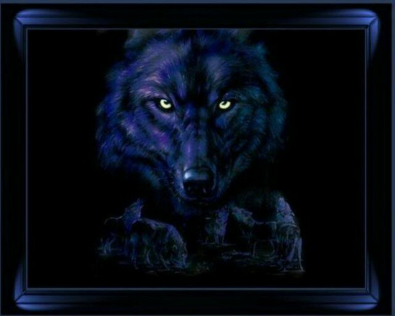 Dark Eyes Wolf Animals Other HD Desktop Wallpaper