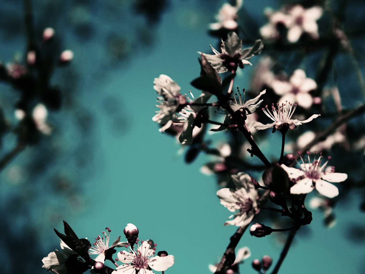 Nature Flower Wallpaper