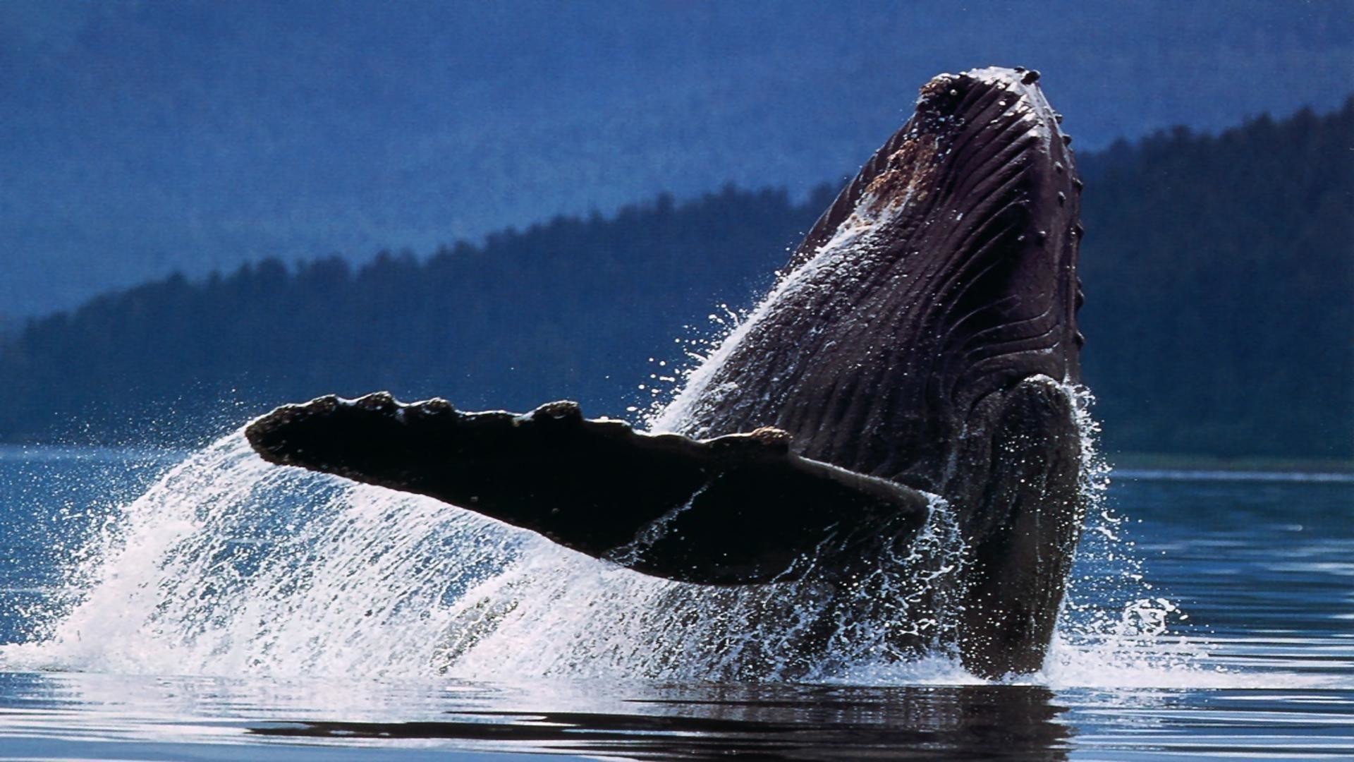 Whale Wallpaper For Desktop