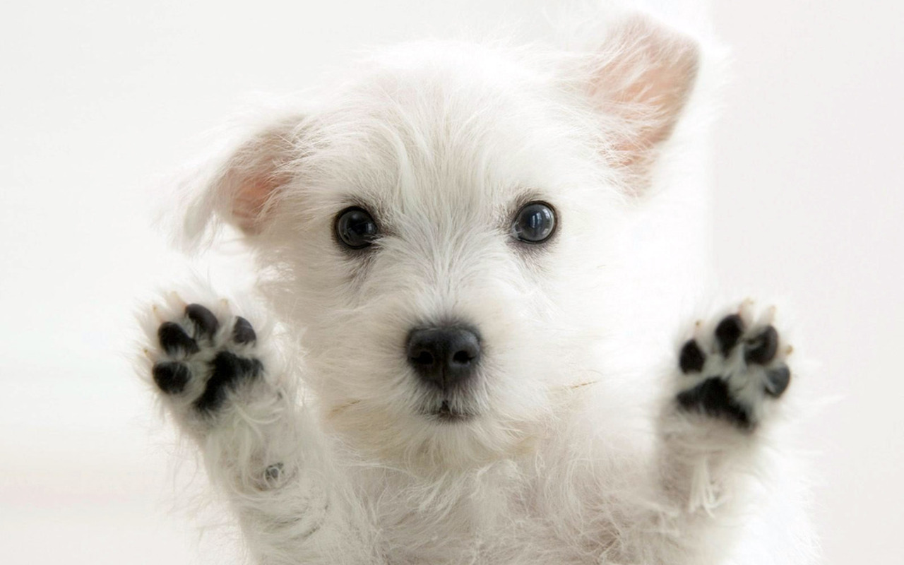 Cute Puppy Paws Dog HD Wallpaper