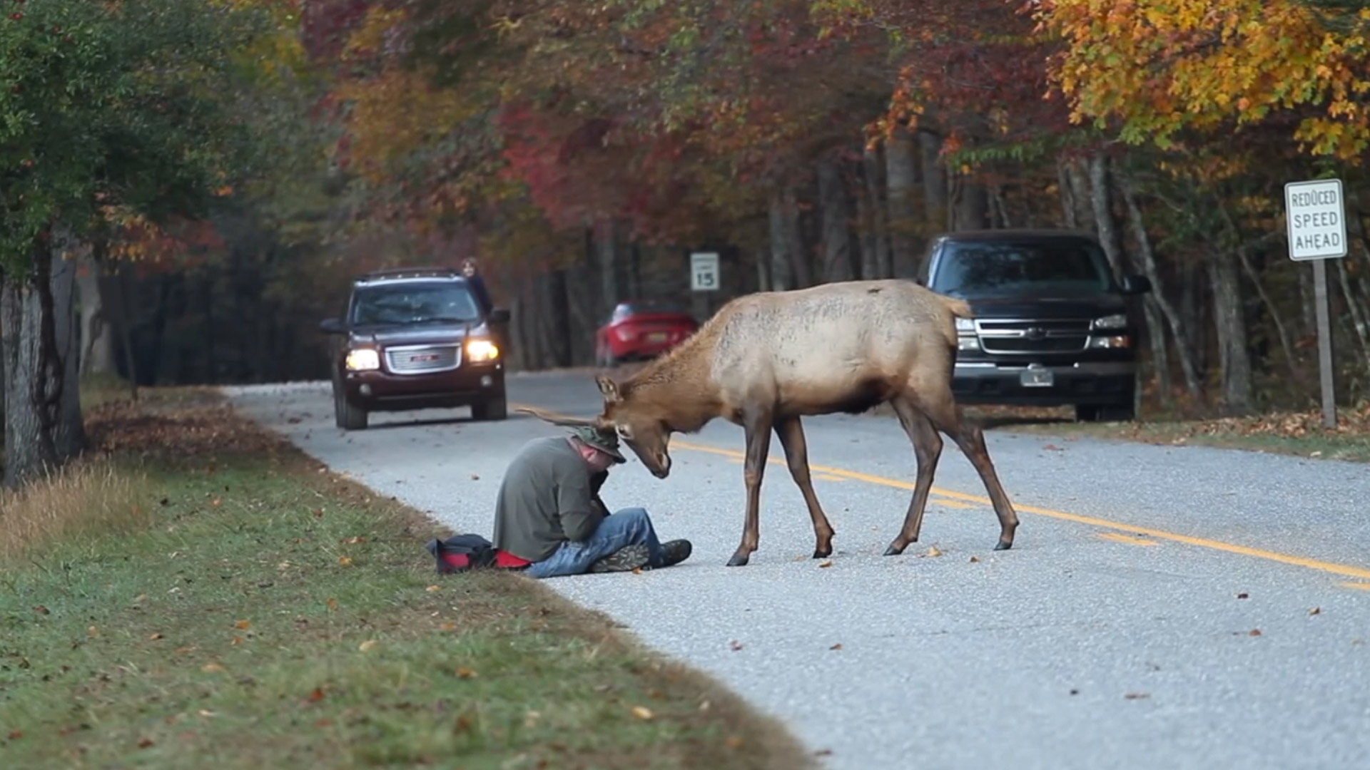 Elk Euthanized For Head Butting Photographer