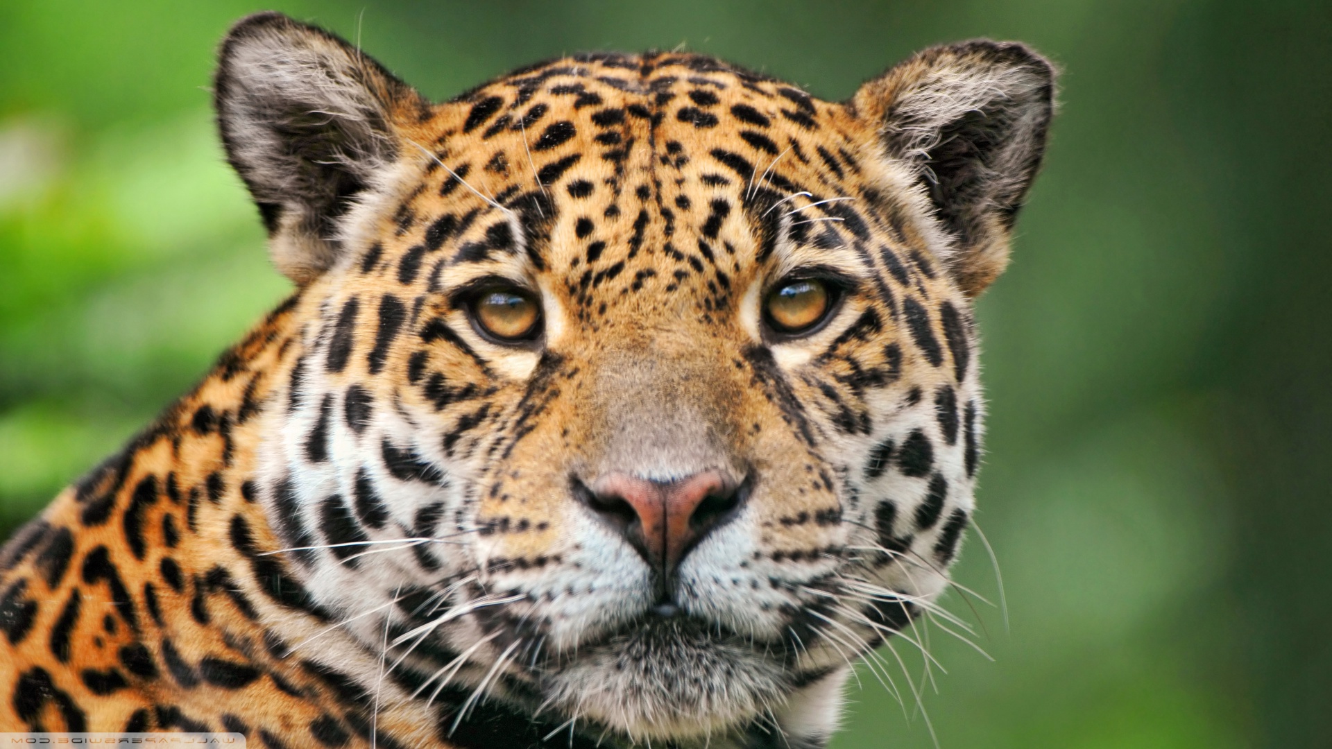 Animals Jaguars Wallpaper HD