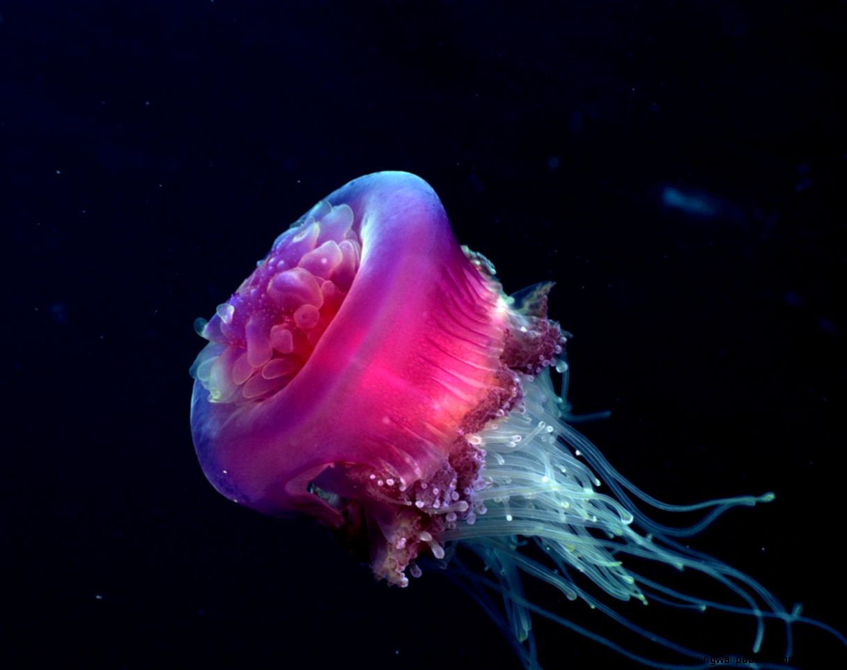 Jellyfish HD Wallpaper Background