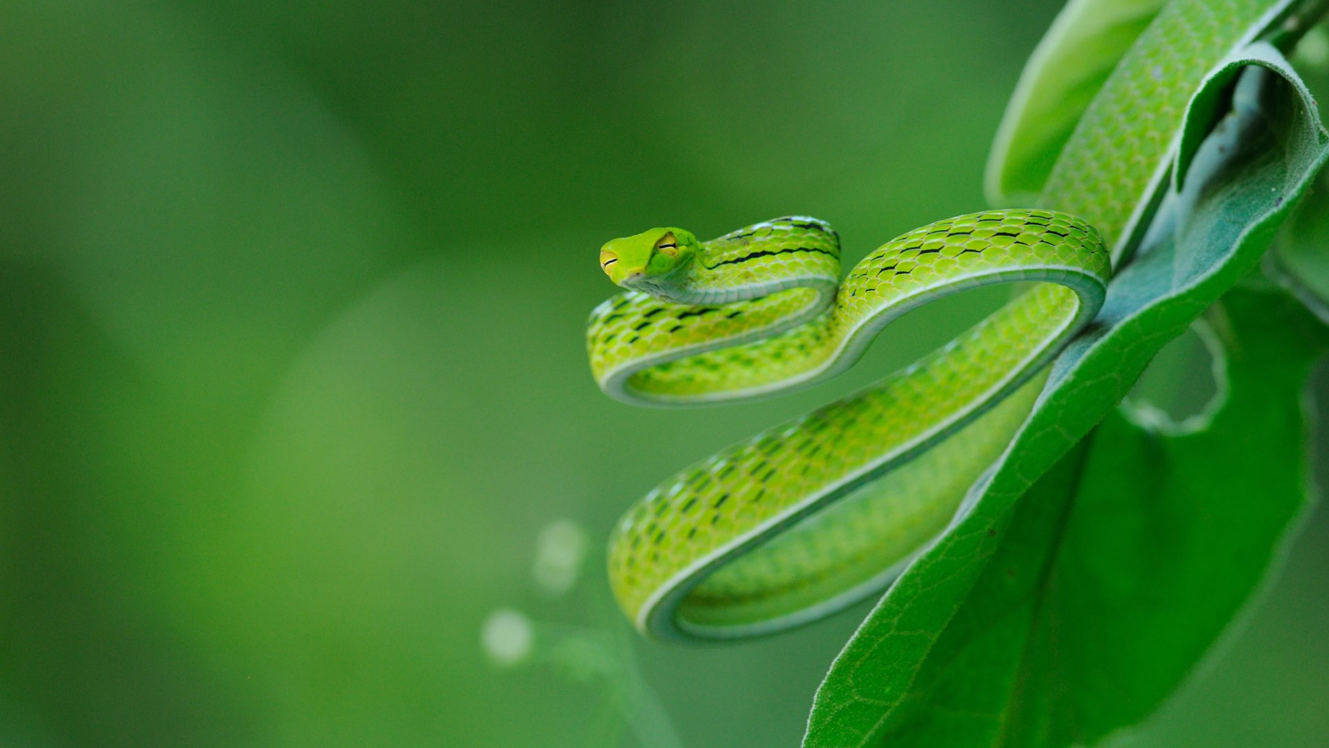 Green Pit Viper Asian Amp Vine Snake HD