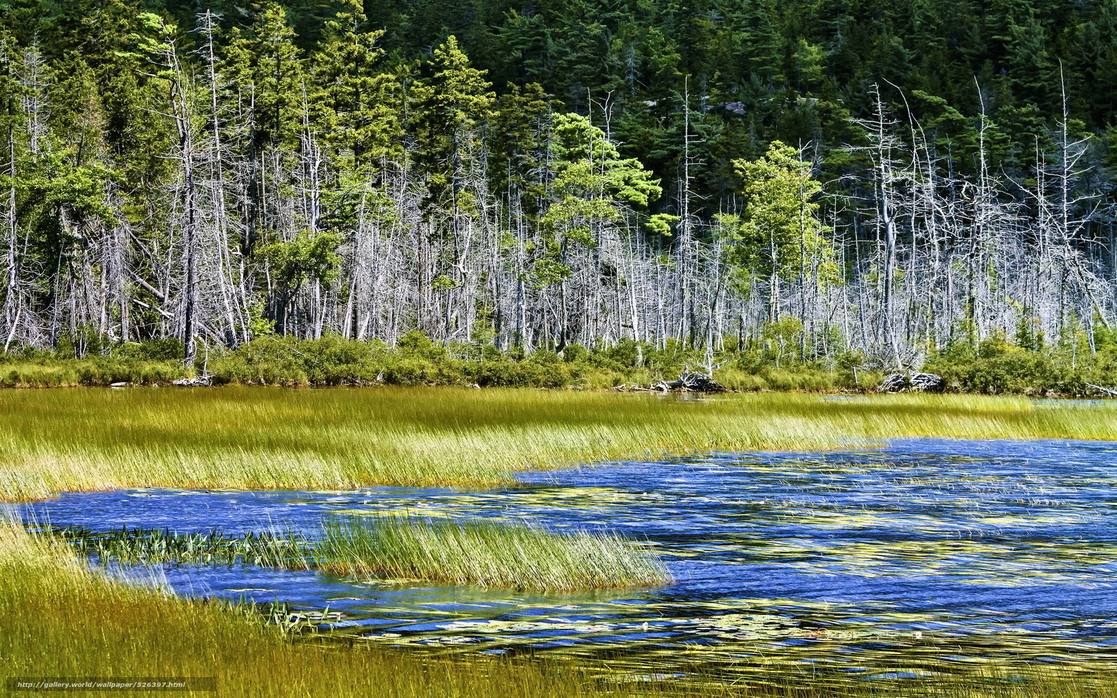 Wallpaper Lake Trees Summer Landscape Desktop