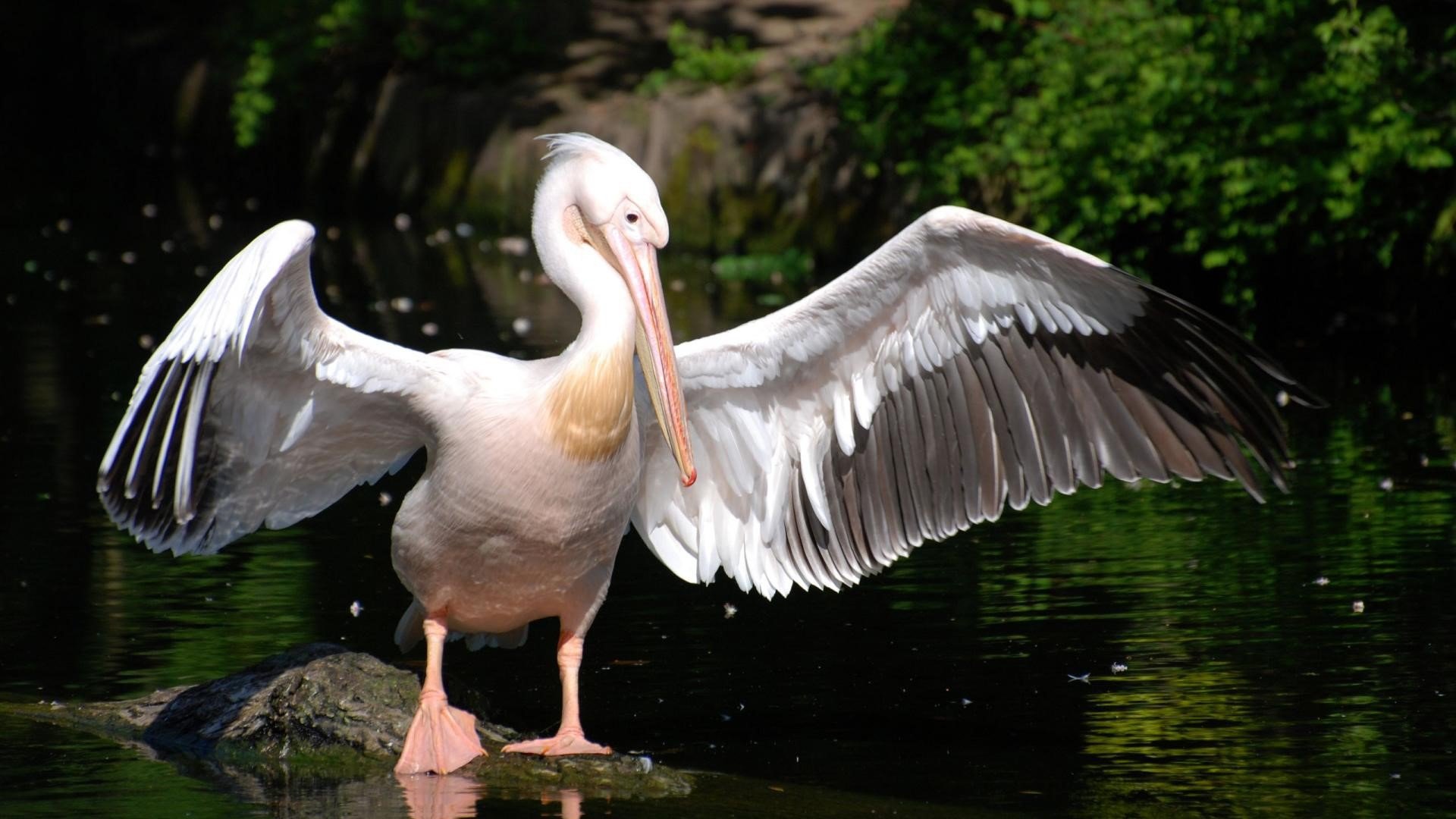 Pelican Wallpaper For Pc