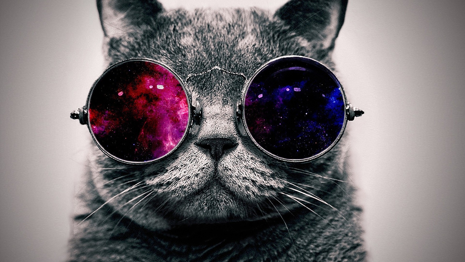 Cat With Glasses HD Wallpaper