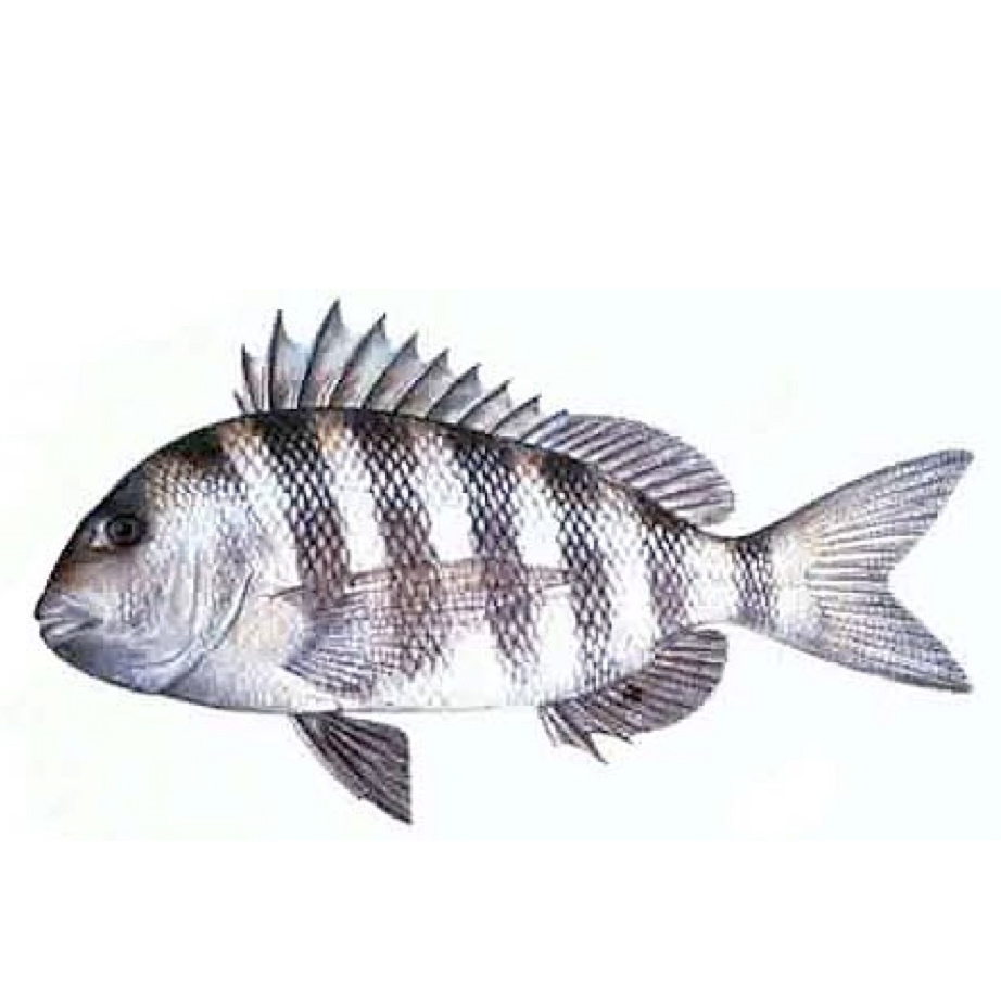 Sheepshead Drawing Photo And Wallpaper Cute