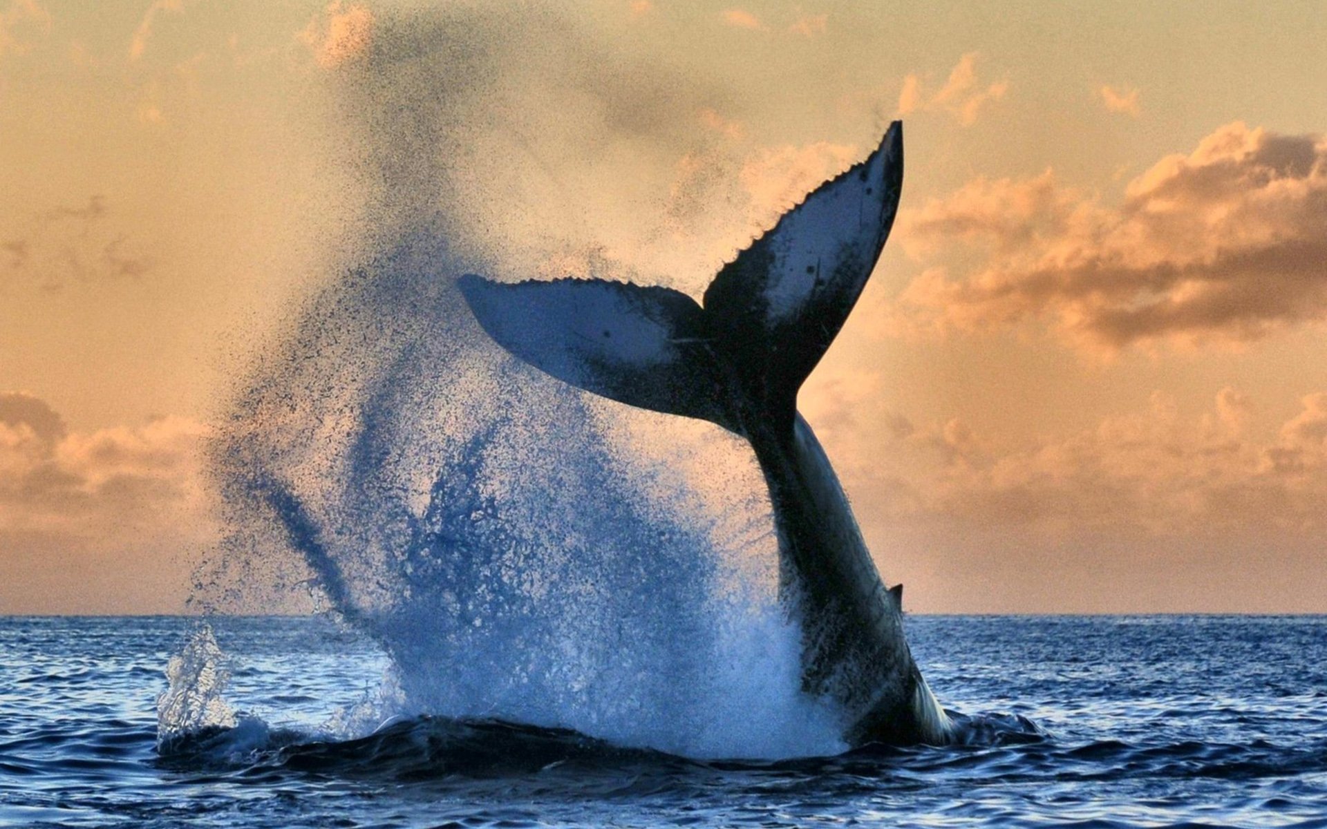 Animal Whale HD Wallpaper By Susan Metz