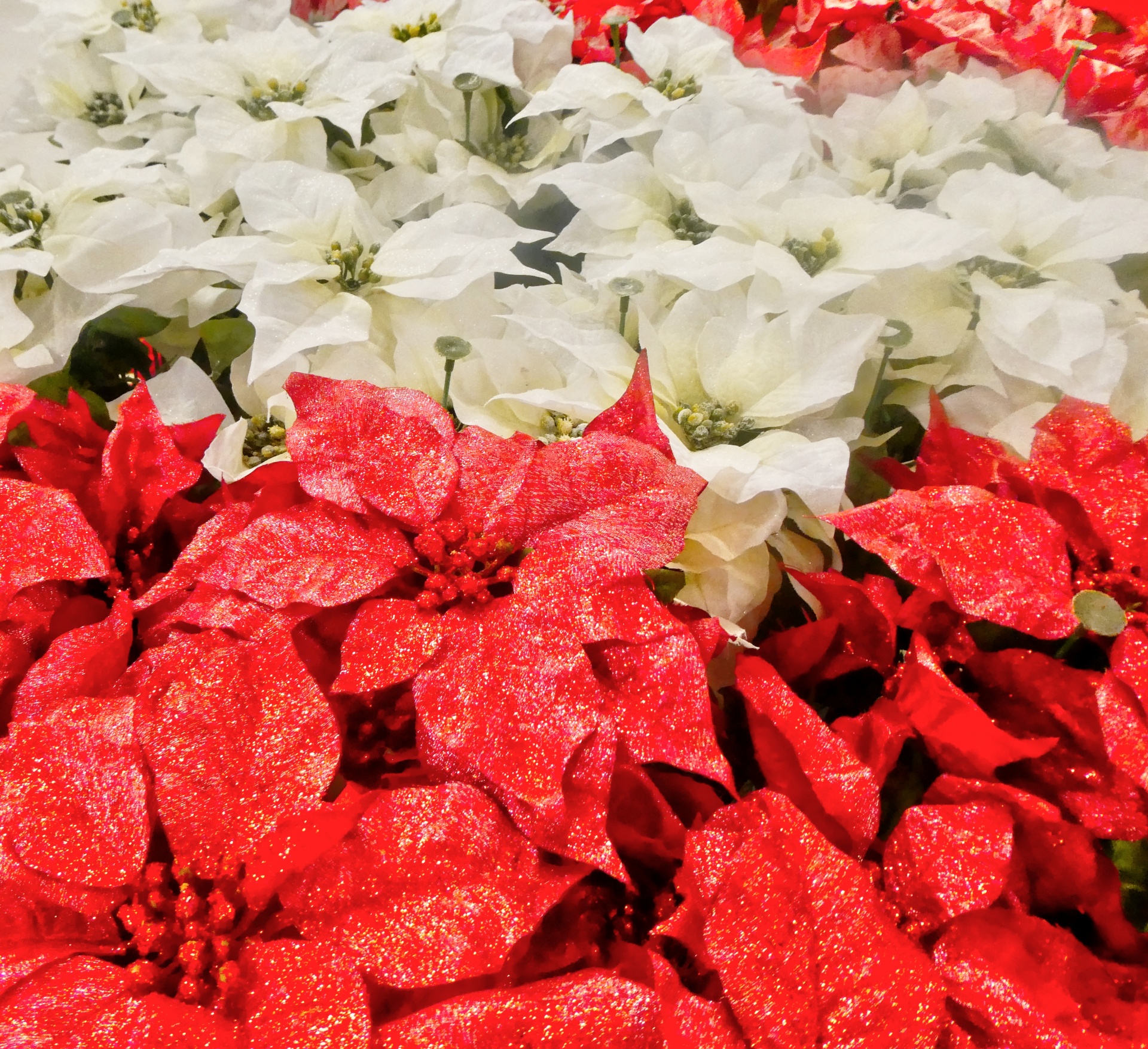 Poinsettias Holiday Flower Flowers Red Photo From Needpix