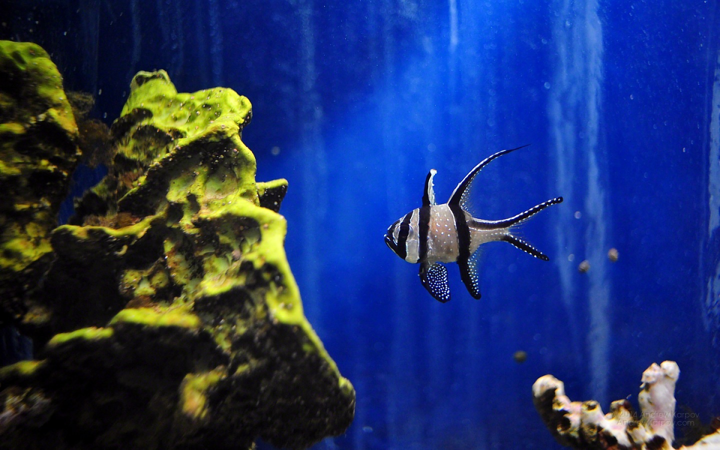 Aquarium Wallpaper Fotografie Di Gratis X